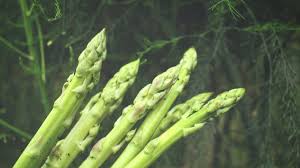 Attēlu rezultāti vaicājumam “Asparagus officinalis”