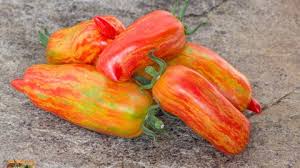 Afbeeldingsresultaat voor stump of the world tomato