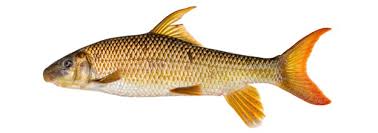 Image result for Cycleptus elongatus