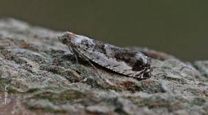 Attēlu rezultāti vaicājumam “Epinotia ramella”