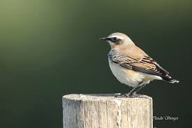 Attēlu rezultāti vaicājumam “Oenanthe oenanthe”