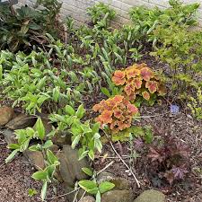 Attēlu rezultāti vaicājumam “Polygonatum odoratum flower”