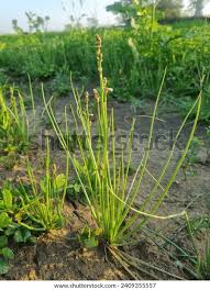 Attēlu rezultāti vaicājumam “Triglochin palustre fruit”