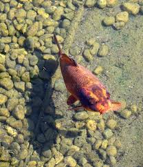 Image result for Cyprinus rubrofuscus