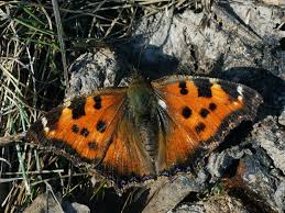 Attēlu rezultāti vaicājumam “Nymphalis xanthomelas upperside”