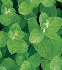 Attēlu rezultāti vaicājumam “Mentha x verticillata leaf”