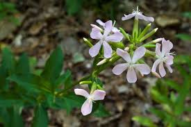 Attēlu rezultāti vaicājumam “Saponaria officinalis flower”
