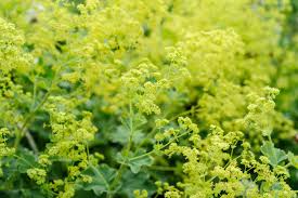 Image result for Alchemilla mollis