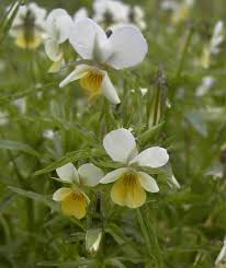 Attēlu rezultāti vaicājumam “Viola tricolor subsp. matutina flower”