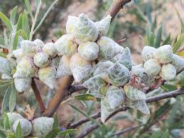 Attēlu rezultāti vaicājumam “Rabdophaga heterobia”