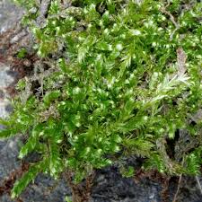 Attēlu rezultāti vaicājumam “Breidleria pratensis”