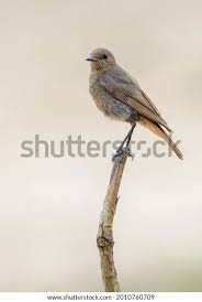 Attēlu rezultāti vaicājumam “Phoenicurus ochruros female”