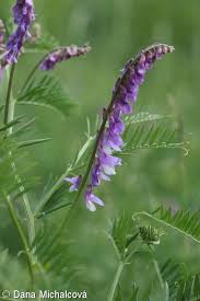 Attēlu rezultāti vaicājumam “Vicia tenuifolia flower”