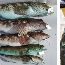 Image result for Ophiodon elongatus