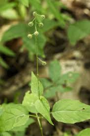 Attēlu rezultāti vaicājumam “Circaea alpina flower”