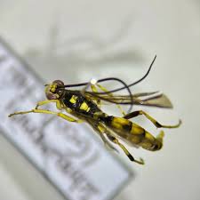 Attēlu rezultāti vaicājumam “Diphyus latebricola”