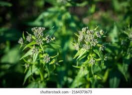 Attēlu rezultāti vaicājumam “Hesperis matronalis bud”
