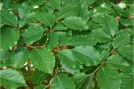 Attēlu rezultāti vaicājumam “Fagus sylvatica”