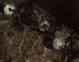 Attēlu rezultāti vaicājumam “Didymium bahiense macro”