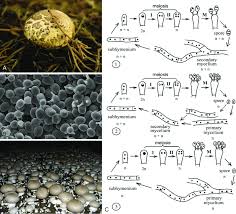 Attēlu rezultāti vaicājumam “Leocarpus fragilis var. bisporus spores”