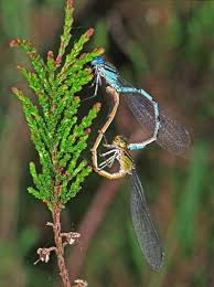 Attēlu rezultāti vaicājumam “Enallagma cyathigerum”