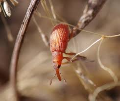 Attēlu rezultāti vaicājumam “Apion sp.”