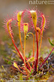 Attēlu rezultāti vaicājumam “Drosera anglica”