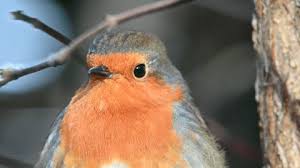 Attēlu rezultāti vaicājumam “Erithacus rubecula adult”