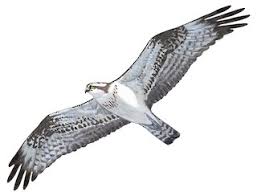 Attēlu rezultāti vaicājumam “Pandion haliaetus”