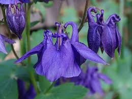 Image result for Aquilegia vulgaris