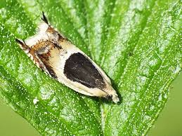 Attēlu rezultāti vaicājumam “Ancylis badiana”