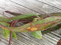 Attēlu rezultāti vaicājumam “Coleosporium sp.”