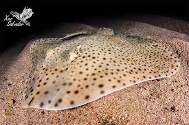 Image result for Raja brachyura