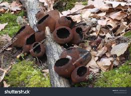 Attēlu rezultāti vaicājumam “Urnula craterium”