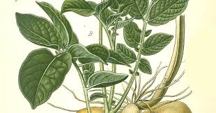 Attēlu rezultāti vaicājumam “Solanum tuberosum leaf”