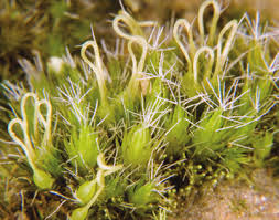 Attēlu rezultāti vaicājumam “Campylopus introflexus”