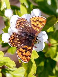 Attēlu rezultāti vaicājumam “Hamearis lucina upperside”