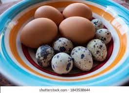 Attēlu rezultāti vaicājumam “Crex crex eggs”