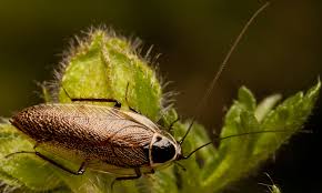 Attēlu rezultāti vaicājumam “Ectobius sylvestris”