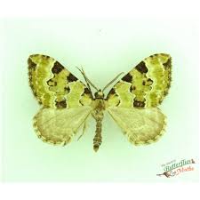 Attēlu rezultāti vaicājumam “Xanthorhoe designata”