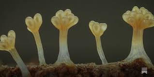 Attēlu rezultāti vaicājumam “Didymium clavus macro”