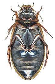 Attēlu rezultāti vaicājumam “Colymbetes striatus”