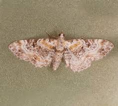 Attēlu rezultāti vaicājumam “Eupithecia linariata”