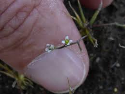 Attēlu rezultāti vaicājumam “Subularia aquatica”