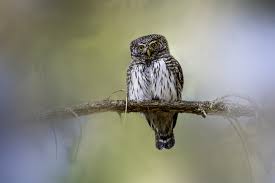 Attēlu rezultāti vaicājumam “Glaucidium passerinum”