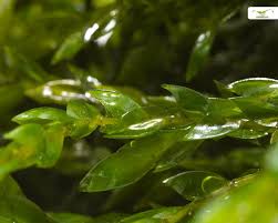 Attēlu rezultāti vaicājumam “Fontinalis antipyretica subsp. gracilis”