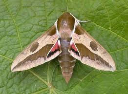 Image result for hawk moth
