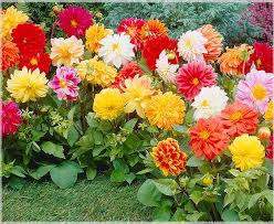 Image result for Dahlia hybrid.