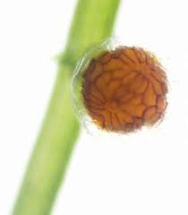 Attēlu rezultāti vaicājumam “Chara globularis”