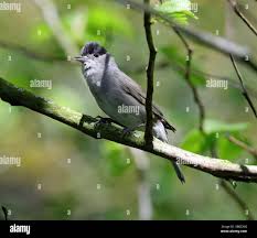 Image result for Sylvia atricapilla